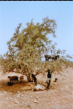 Ziegen auf den Arganenbumen nahe Agadir