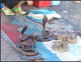 Marrakesch - Schlangenbeschwrer auf dem Djemaa El Fna