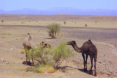 Wild lebende Kamele