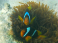 Hurghada - Schnorchelausflug