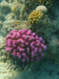 Hurghada - Schnorchelausflug