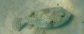 Hurghada - Schnorchelausflug