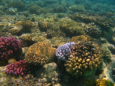 Hurghada - Schnorchelausflug