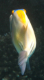Hurghada - Schnorchelausflug