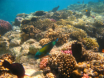 Hurghada - Schnorchelausflug