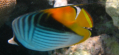Hurghada - Schnorchelausflug