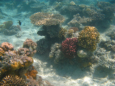 Hurghada - Schnorchelausflug