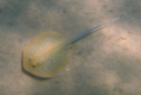 Hurghada - Schnorchelausflug
