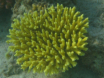 Hurghada - Schnorchelausflug
