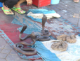 Marrakesch - Schlangenbeschwrer auf dem Djemaa El Fna
