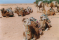 Ksar Ghilane - Oase in der Wste