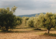 Olivenhaine