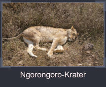Ngorongoro-Krater