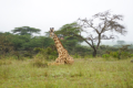 Giraffen