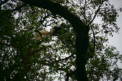 Einer der seltenen Colobus-Affen 