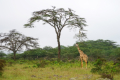 Giraffen