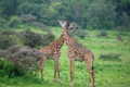 Giraffen
