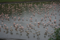 Flamingos am Momella Lake
