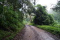 Arusha-Nationalpark - Ein Regenwald