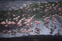 Flamingos am Momella Lake
