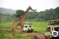 Giraffe