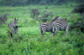 Zebras
