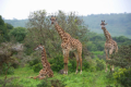 Giraffen