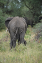 Elefant