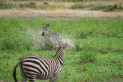 Zebras