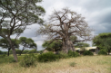 Baobab - Affenbrotbaum