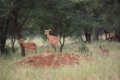 Tarangire-Nationalpark