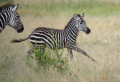Zebras