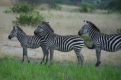 Arusha-Nationalpark - Ein Regenwald