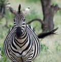 Zebra