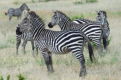 Zebras