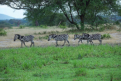 Zebras