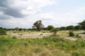 Baobab - Affenbrotbaum