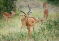 Tarangire-Nationalpark