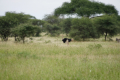 Afrikanischer Strau