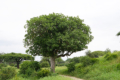 Leberwurstbaum