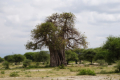 Baobab - Affenbrotbaum