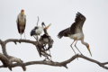 Tarangire-Nationalpark