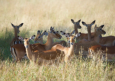 Serengeti