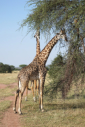 Giraffen
