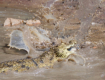 Das Krokodil fngt einen Wels