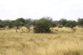 Serengeti