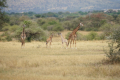 Giraffen