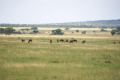 Gnus