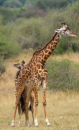 Giraffen