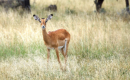 Serengeti